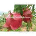 Fruit tree seeds for sale-High Quality High Yield Dragon Fruit Cactus For Growing